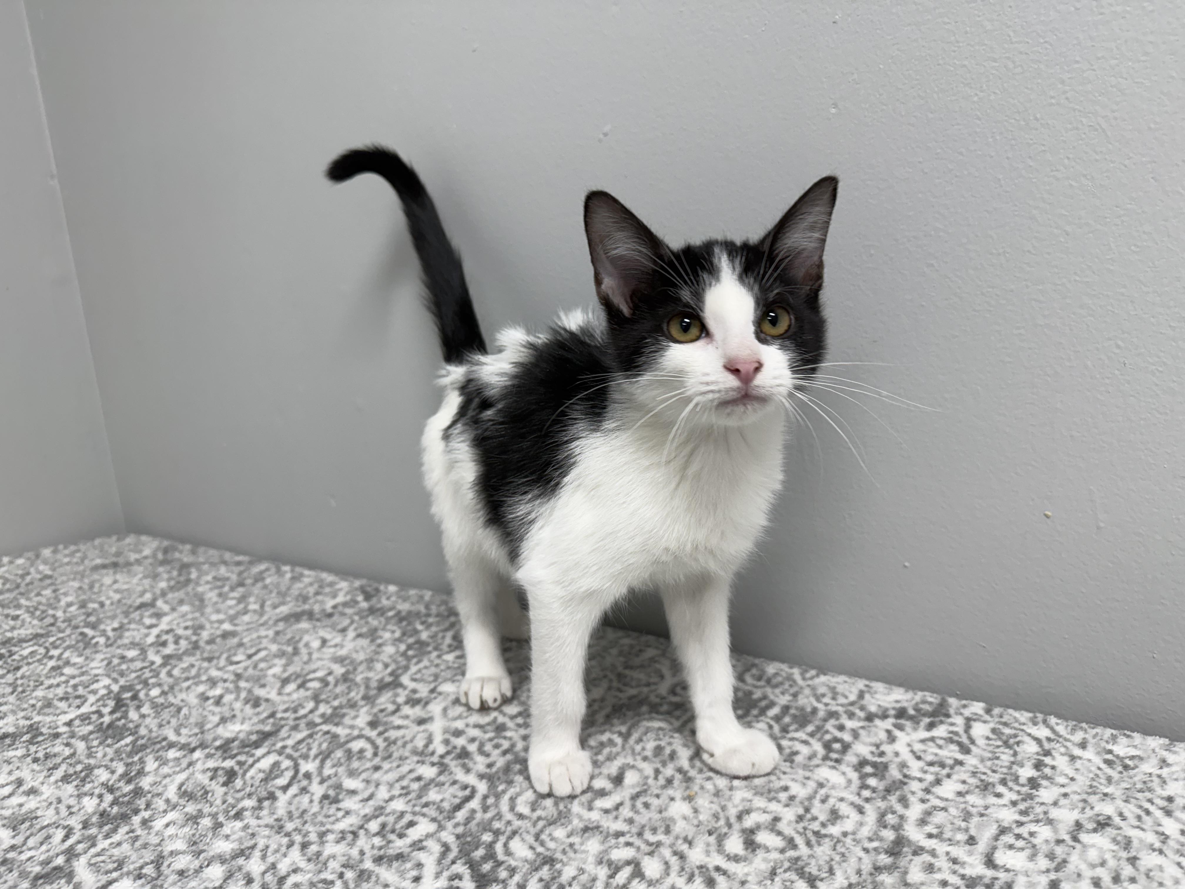 Enlarge Jackpot - at Pet Supplies Plus, Lafayette, Indiana, an adoption pending mixed breed in Frankfort, IN image 3/4