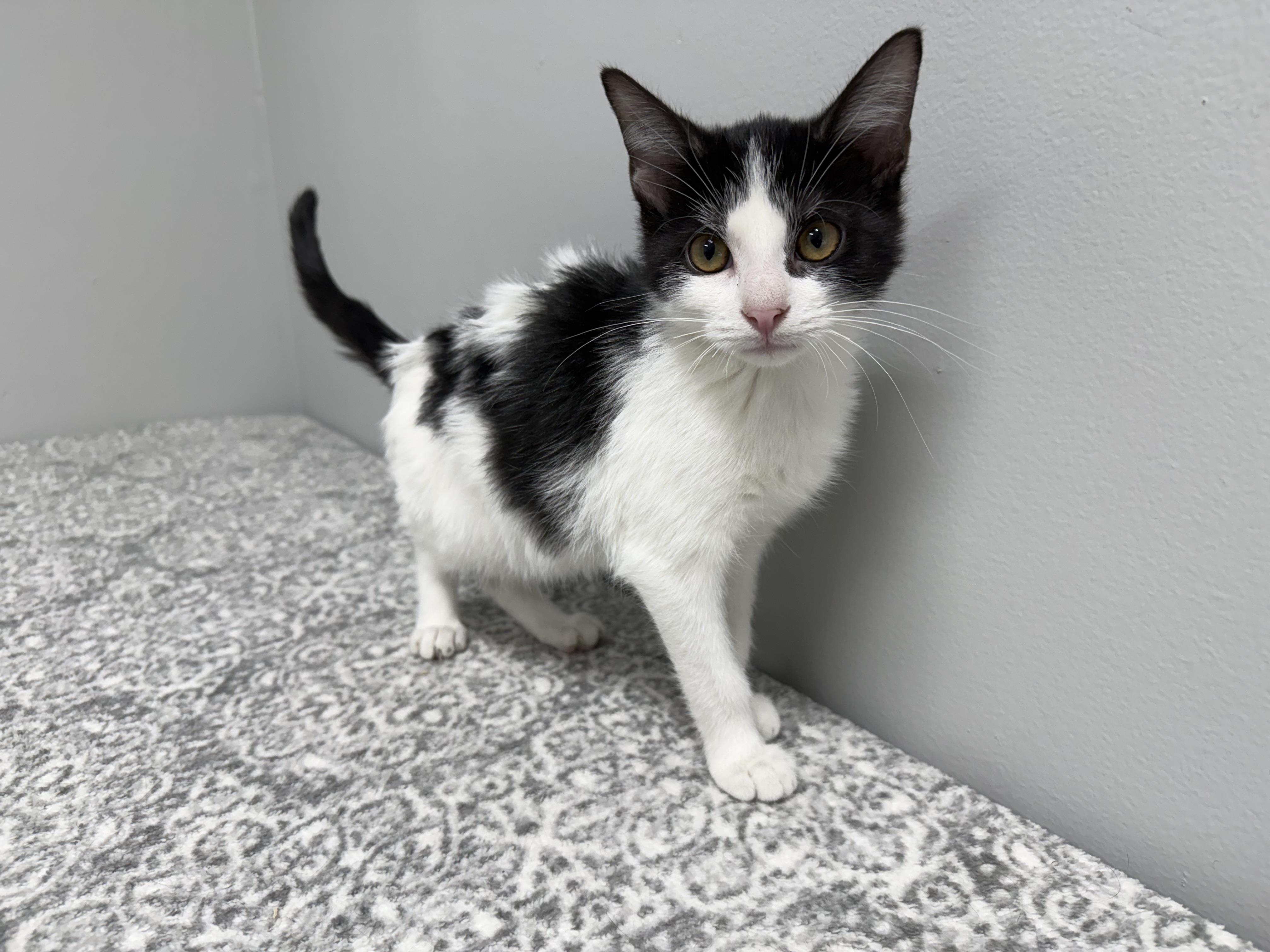 Enlarge Jackpot - at Pet Supplies Plus, Lafayette, Indiana, an adoption pending mixed breed in Frankfort, IN image 4/4