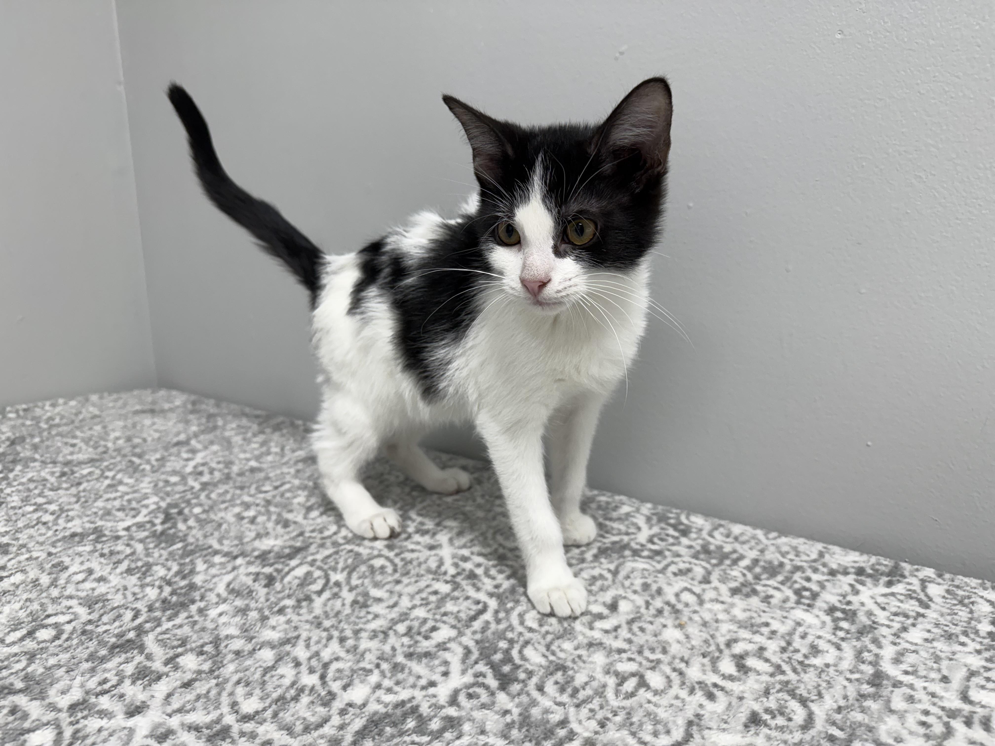 Enlarge Jackpot - at Pet Supplies Plus, Lafayette, Indiana, an adoption pending mixed breed in Frankfort, IN image 2/4