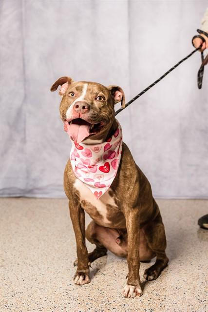 DRACO, Adoptable, Adult Male American Bulldog & Mixed Breed.
