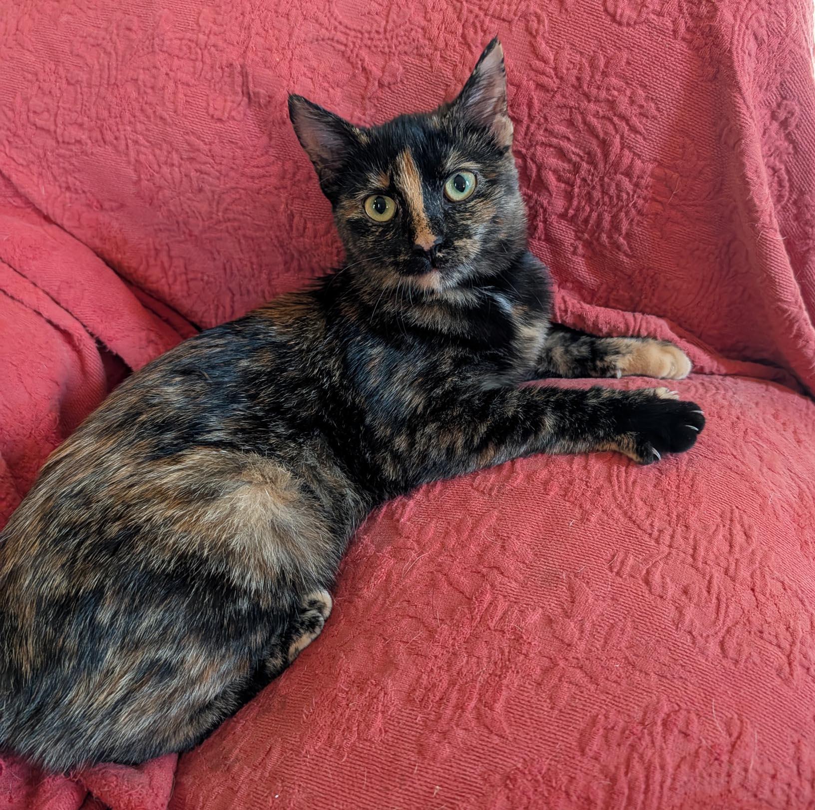 Kitty, Adoptable, Kitten Female Tortoiseshell.