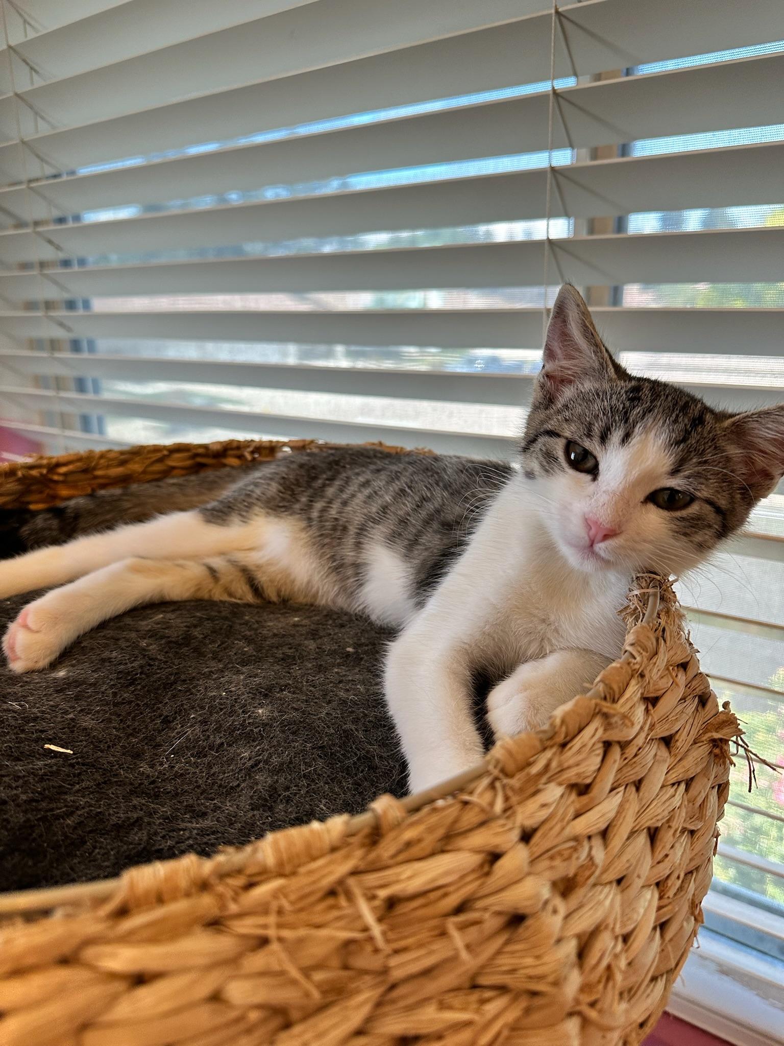 Freya, a ADOPTABLE Domestic Short Hair in Visalia, CA image 2/2