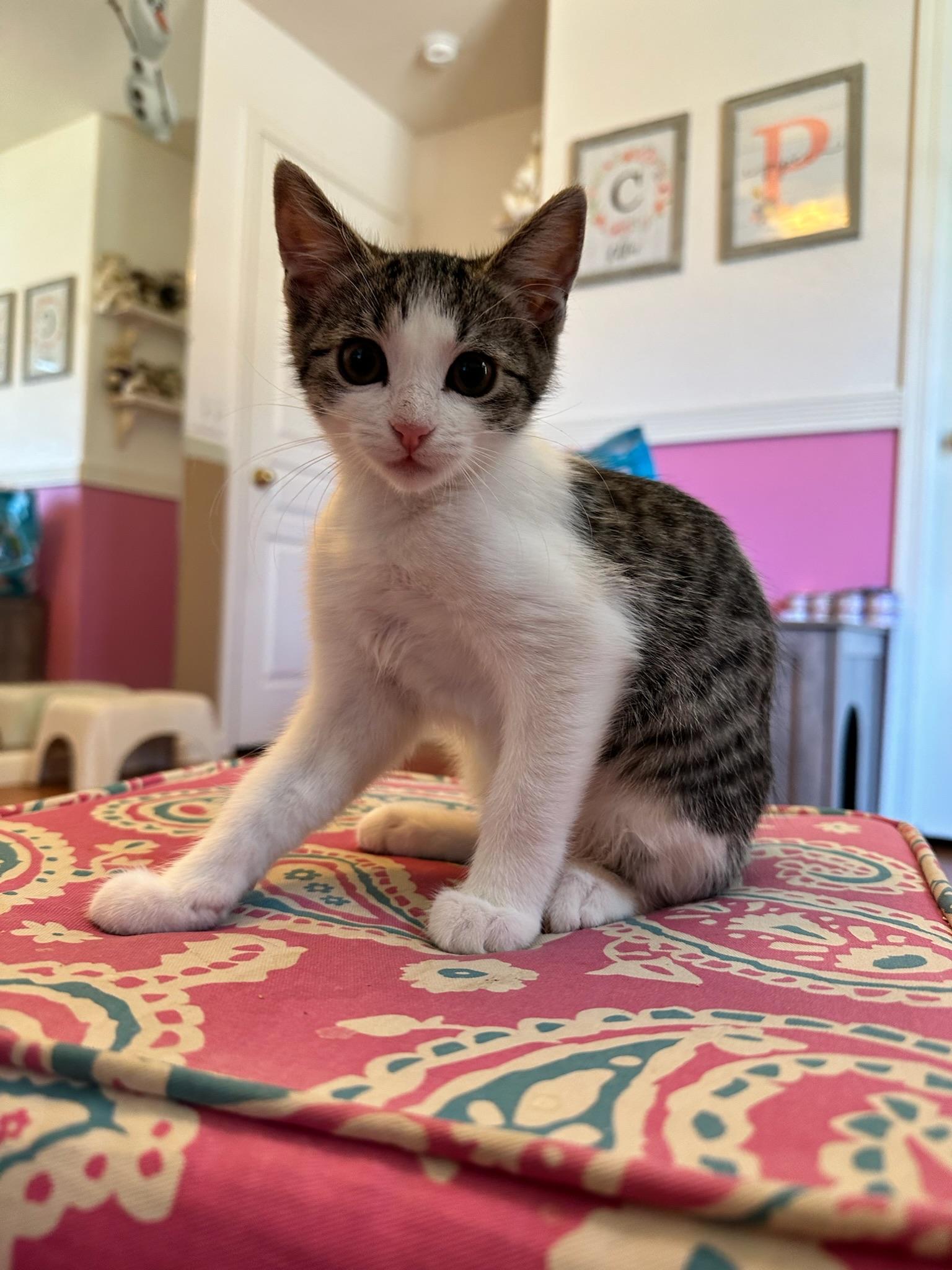 Freya, ADOPTABLE, Kitten Female Domestic Short Hair.