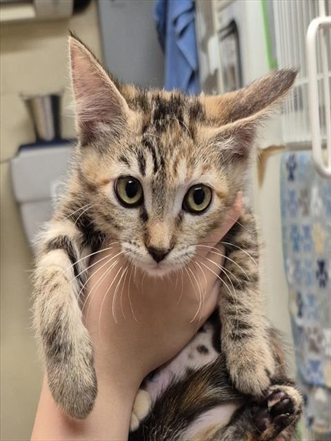 Enlarge BUTTERNUT, a Adoptable Domestic Short Hair in Lodi, CA image 1/1