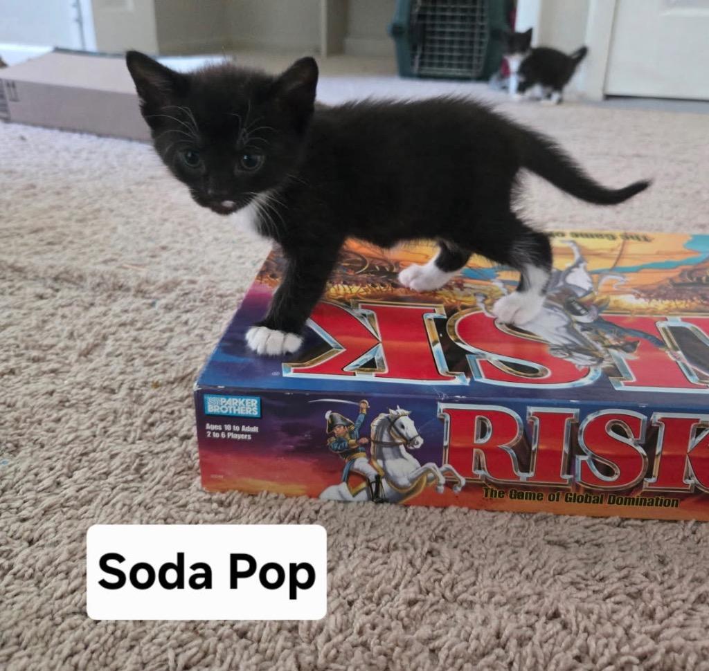 Soda Pop, Adoptable, Kitten Female Domestic Short Hair.