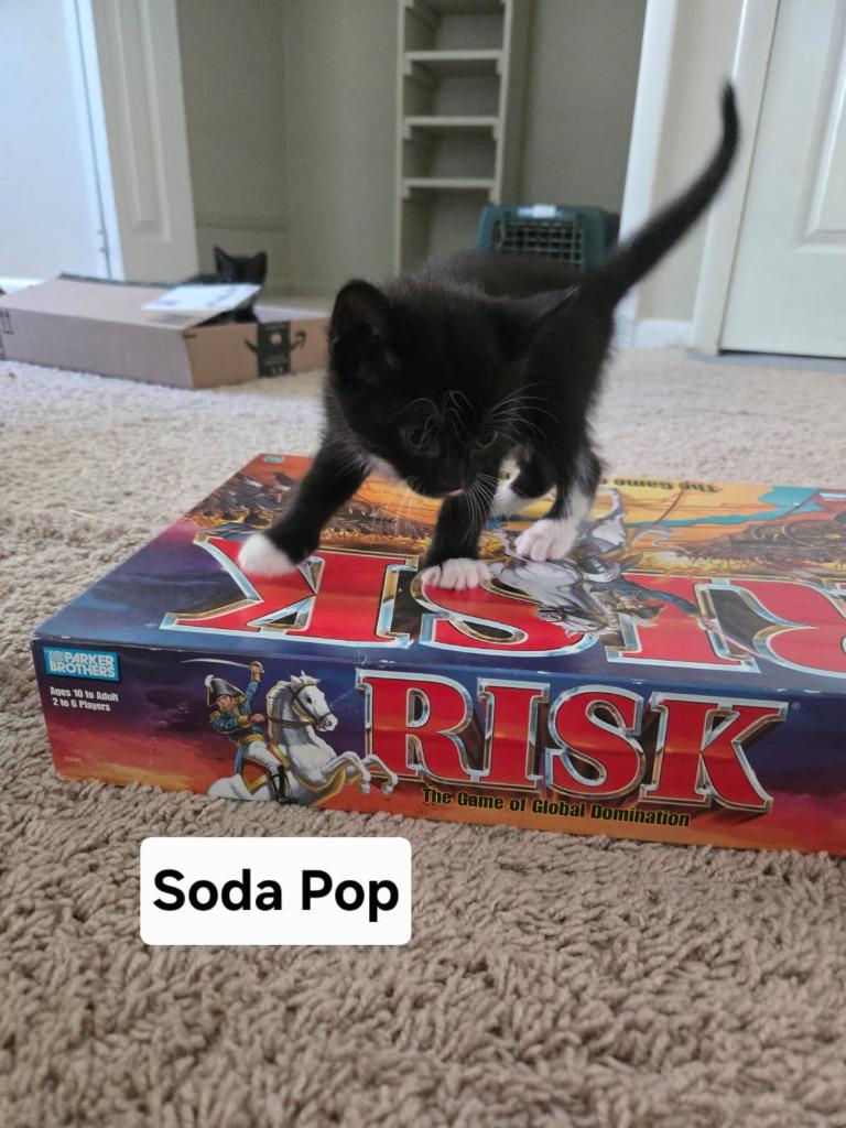 Soda Pop, a Adoptable mixed breed in Parkville, MD image 2/2