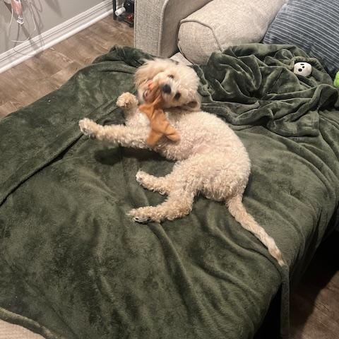 Enlarge Hazel, a ADOPTABLE Poodle in Orlando, FL image 5/6