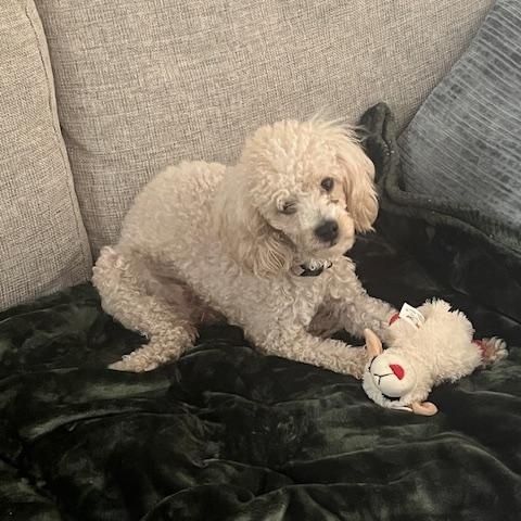 Hazel, ADOPTABLE, Adult Female Poodle.