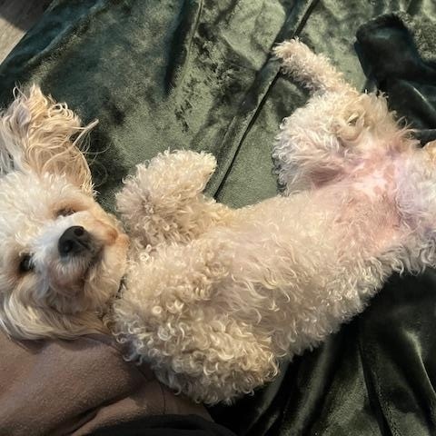 Enlarge Hazel, a ADOPTABLE Poodle in Orlando, FL image 6/6