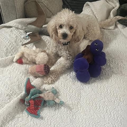 Enlarge Hazel, a ADOPTABLE Poodle in Orlando, FL image 4/6