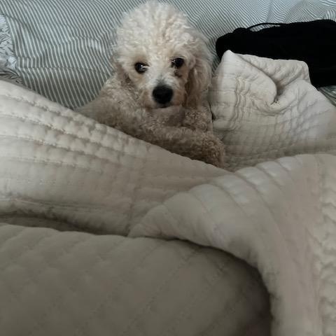 Enlarge Hazel, a ADOPTABLE Poodle in Orlando, FL image 3/6