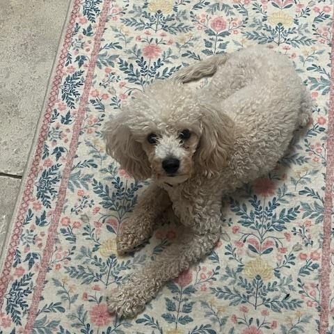 Enlarge Hazel, a ADOPTABLE Poodle in Orlando, FL image 2/6