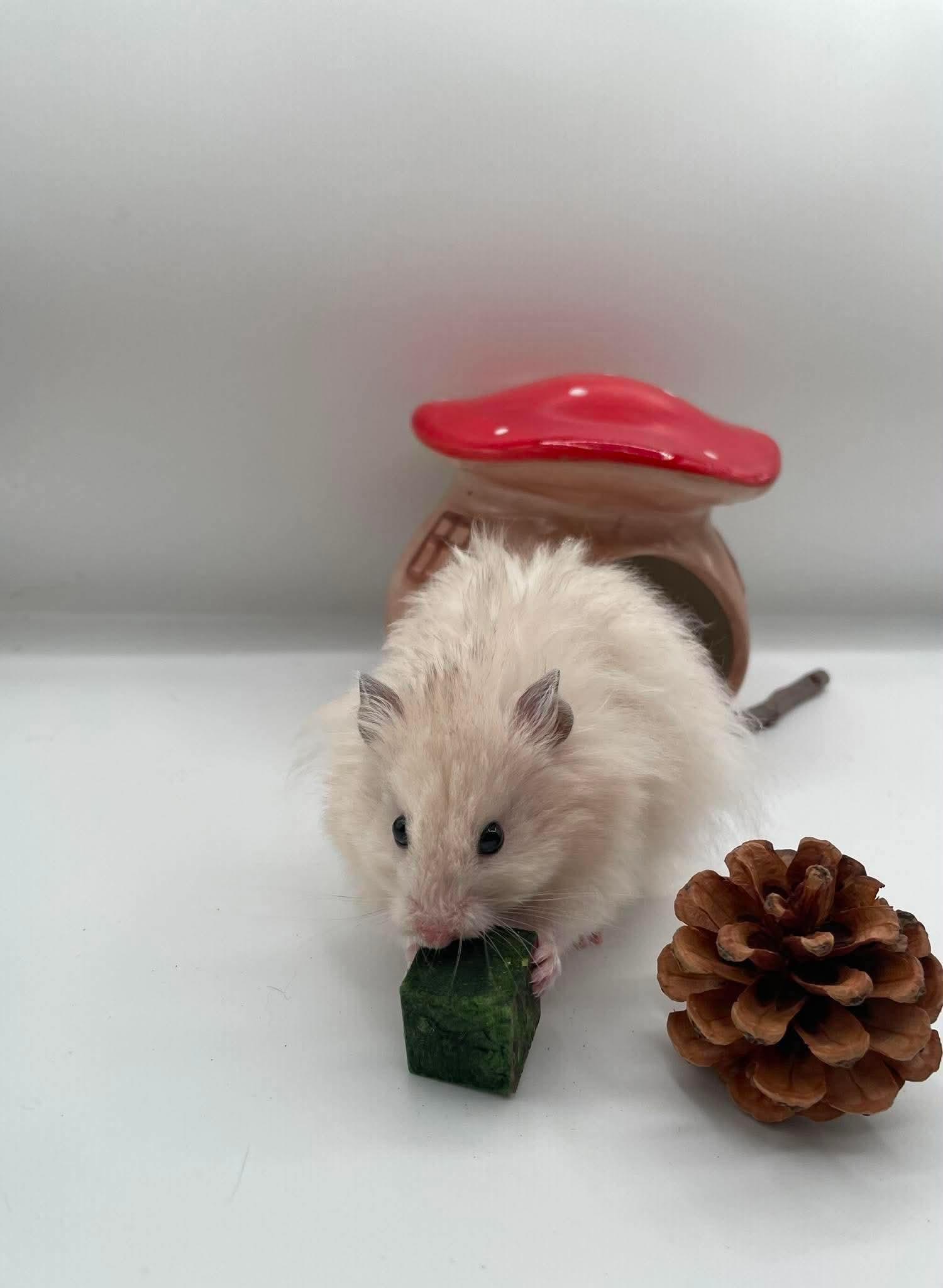 Enlarge Tahini, a ADOPTABLE mixed breed in Springfield, OR image 1/4