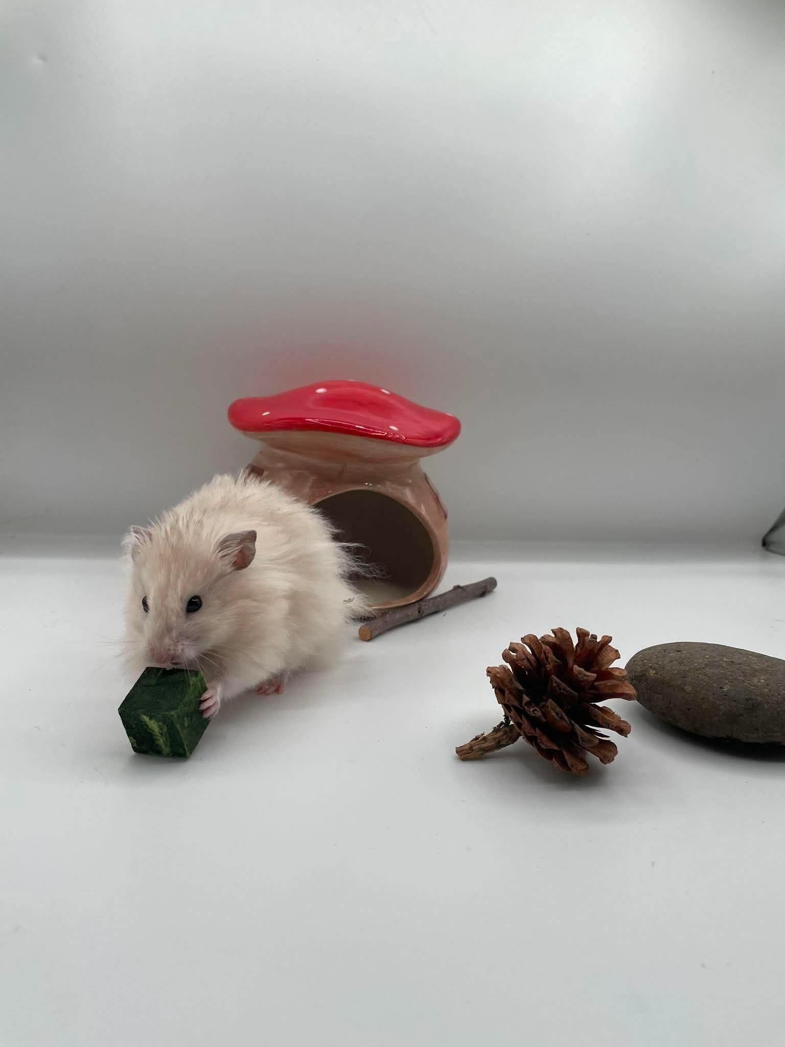 Enlarge Tahini, a ADOPTABLE mixed breed in Springfield, OR image 4/4