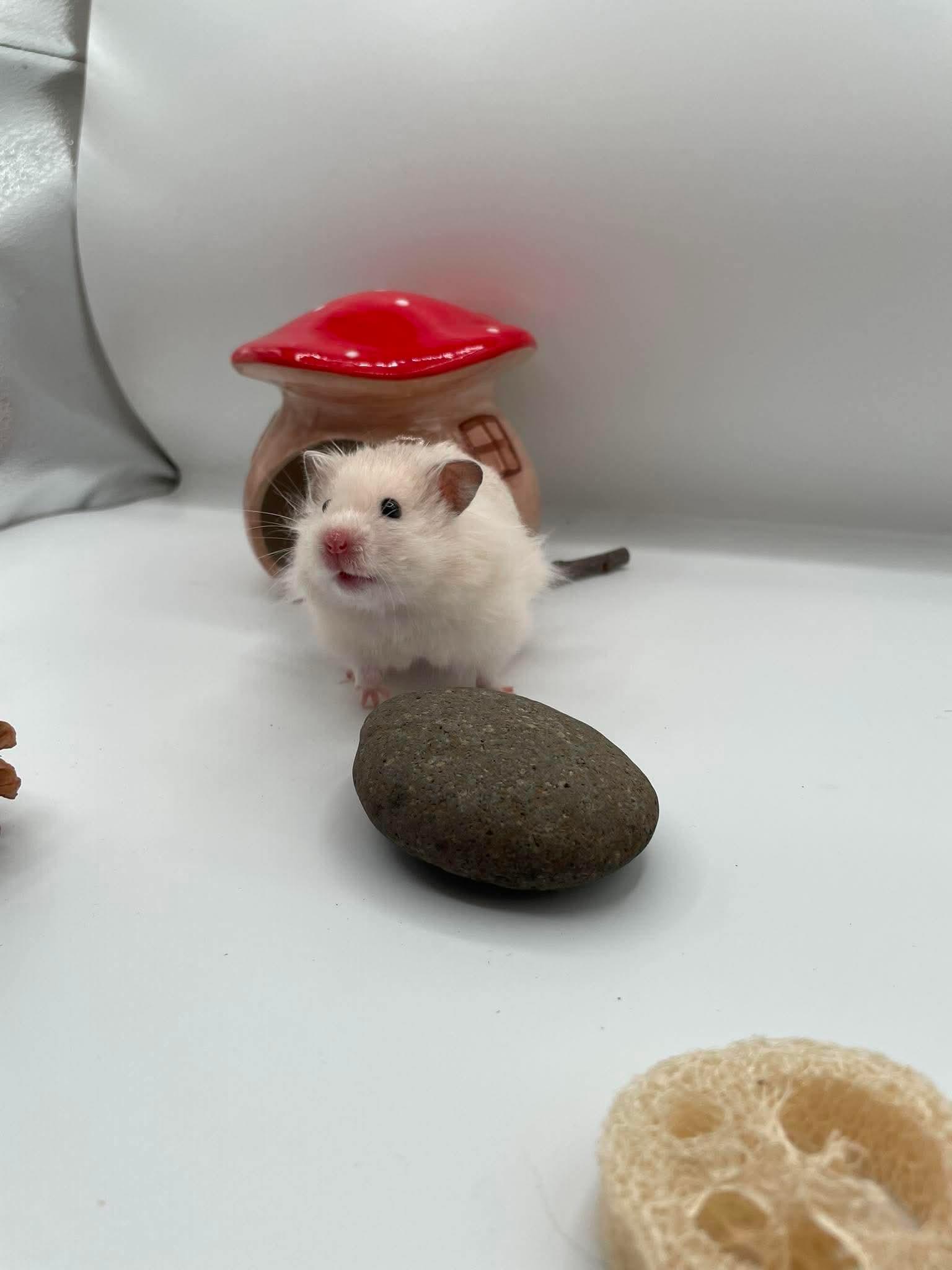 Enlarge Tahini, a ADOPTABLE mixed breed in Springfield, OR image 3/4