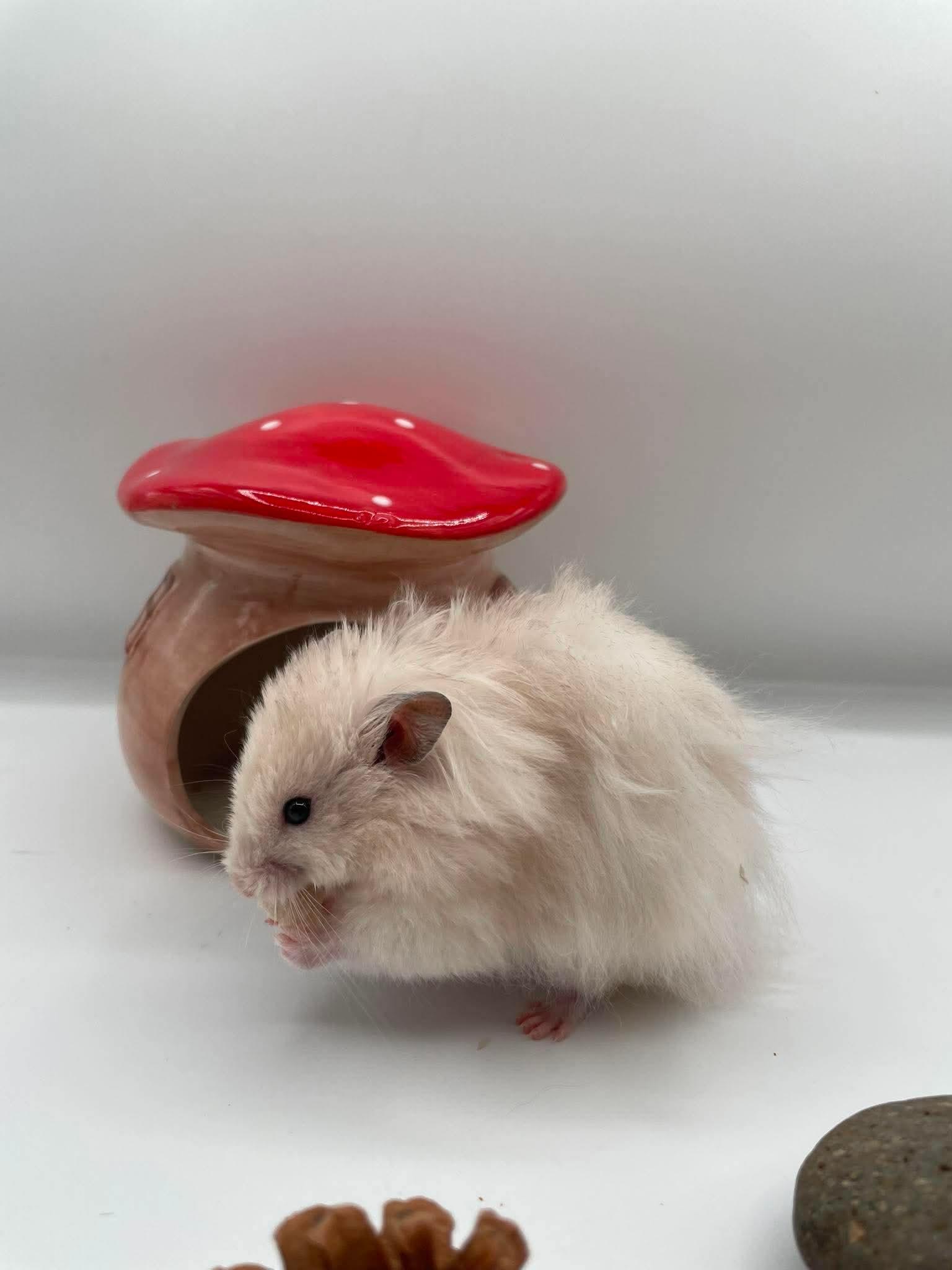 Enlarge Tahini, a ADOPTABLE mixed breed in Springfield, OR image 2/4