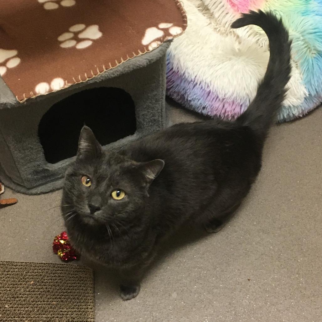 Moose, Adoptable, Adult Male Domestic Short Hair.