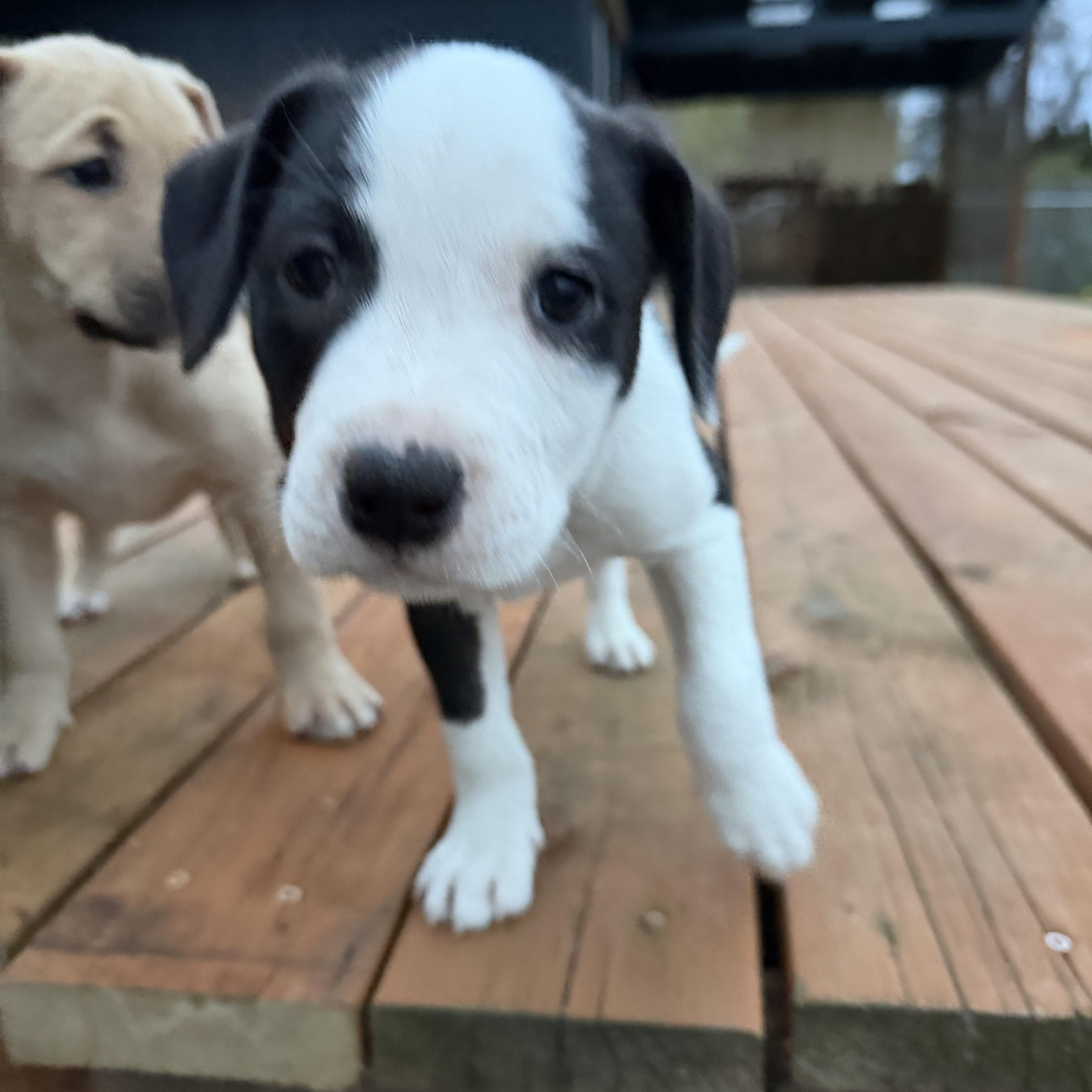 Enlarge Roo, an adopted mixed breed in Eugene, OR image 4/5