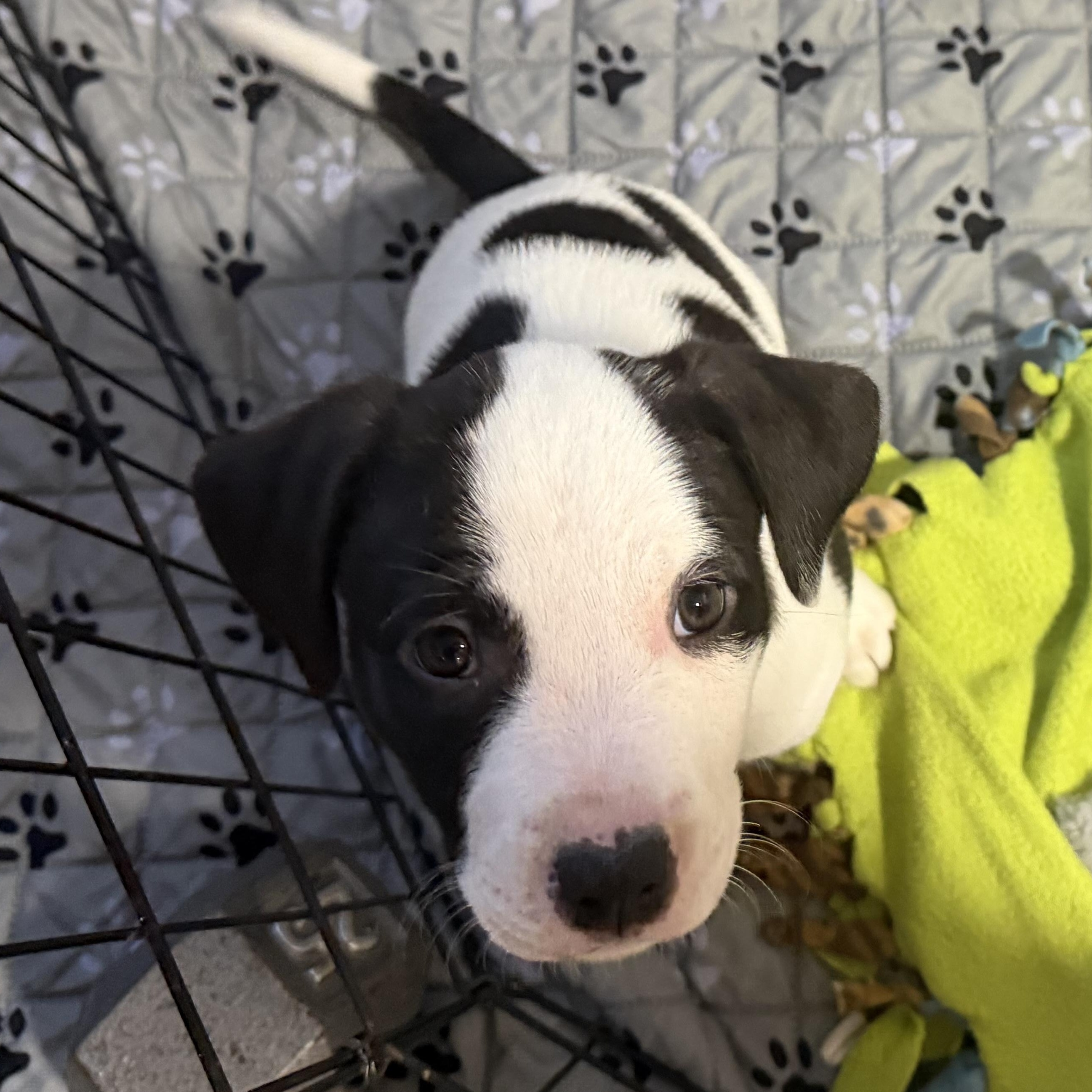 Enlarge Roo, an adopted mixed breed in Eugene, OR image 5/5