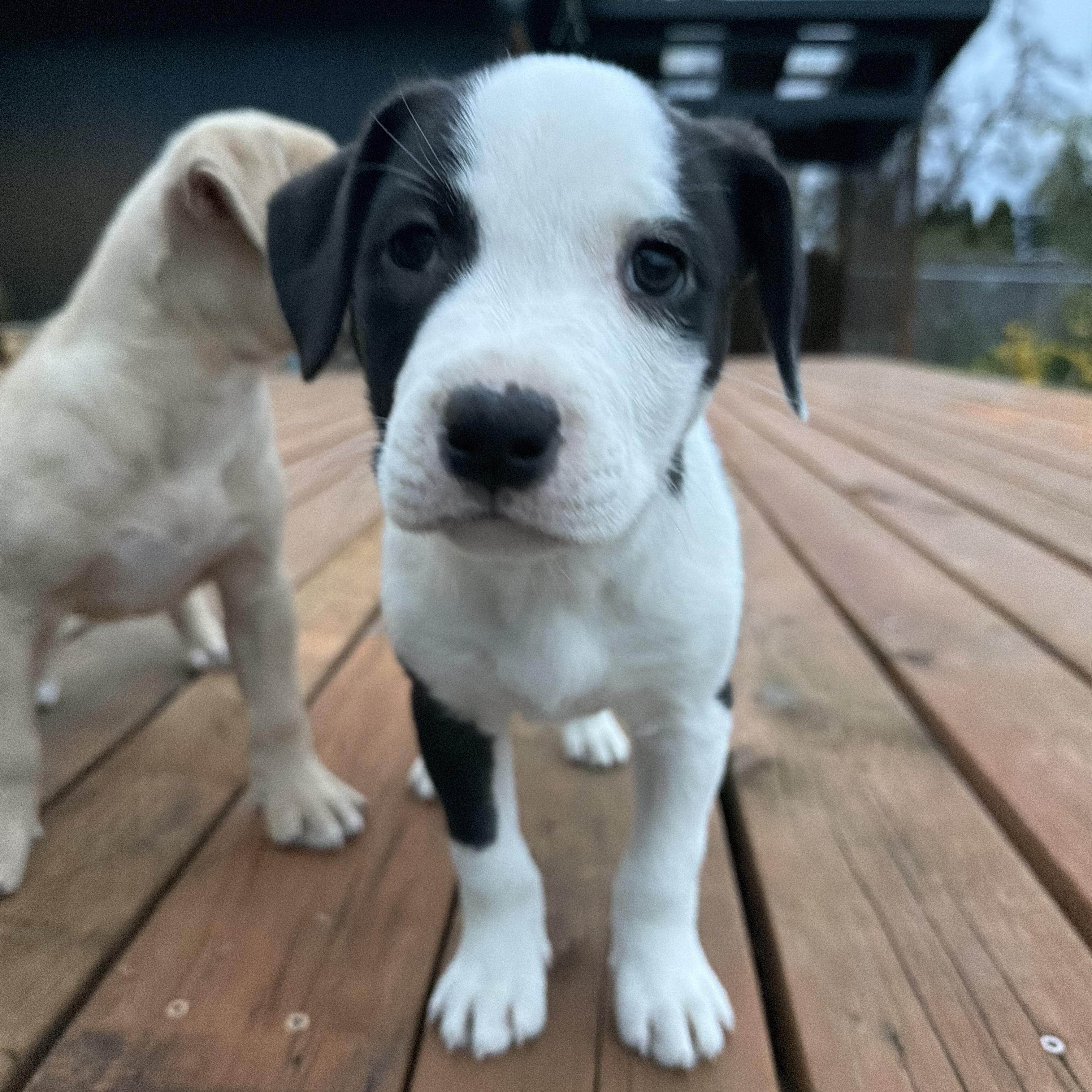 Enlarge Roo, an adopted mixed breed in Eugene, OR image 3/5