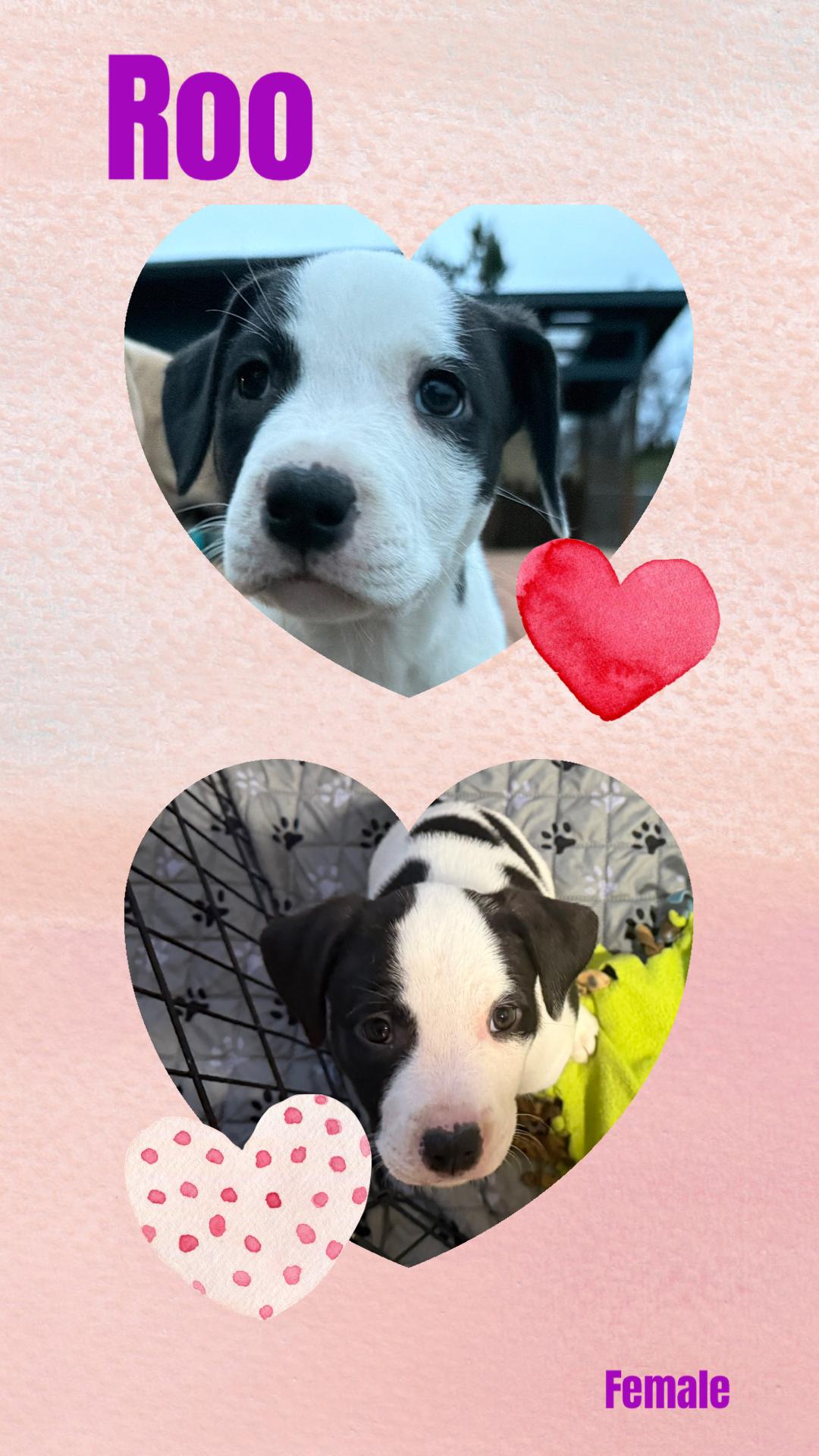 Roo, adopted, Puppy Female Pit Bull Terrier.