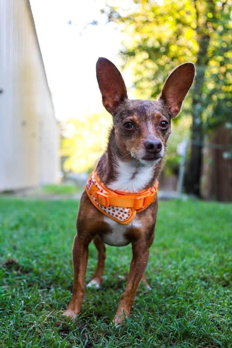 Enlarge Rocky, a Adoptable mixed breed in Mansfield, TX image 4/4