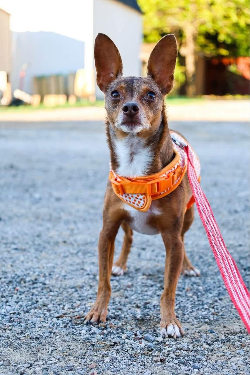 Enlarge Rocky, a Adoptable mixed breed in Mansfield, TX image 3/4
