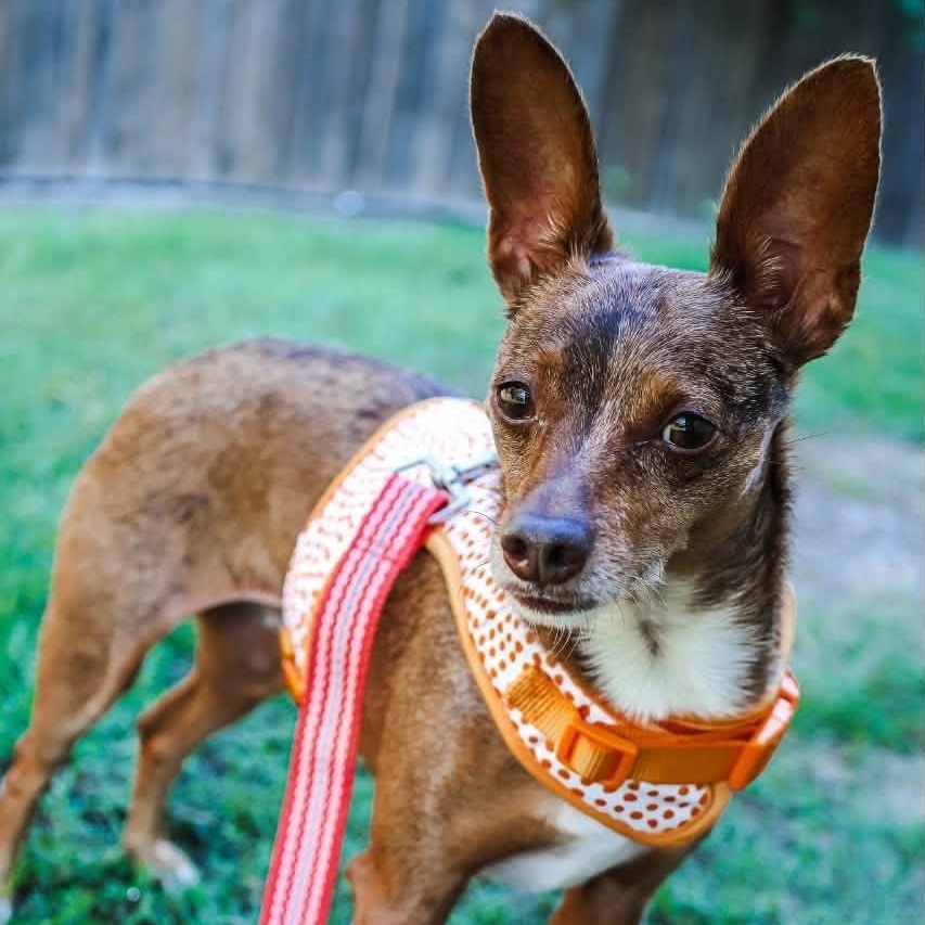 Enlarge Rocky, a Adoptable mixed breed in Mansfield, TX image 2/4
