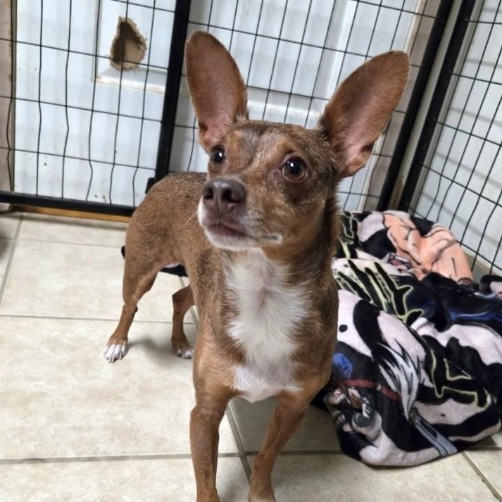 Rocky, Adoptable, Adult Male Chihuahua & Miniature Pinscher.