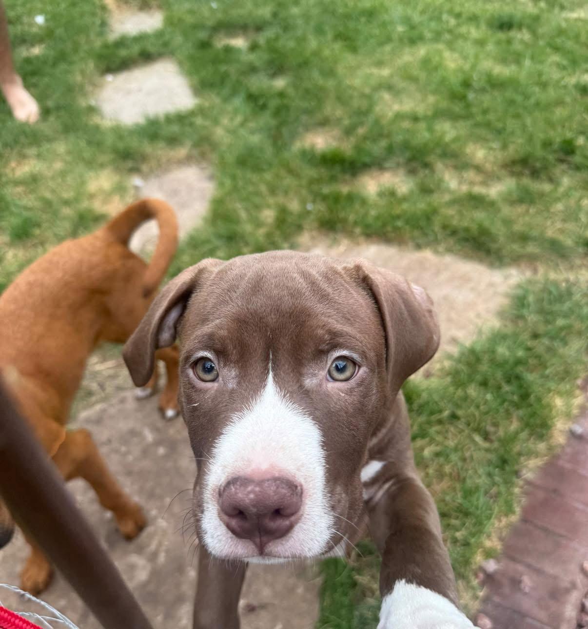 Rocky, a Adopted Pit Bull Terrier in New London, WI image 1/3