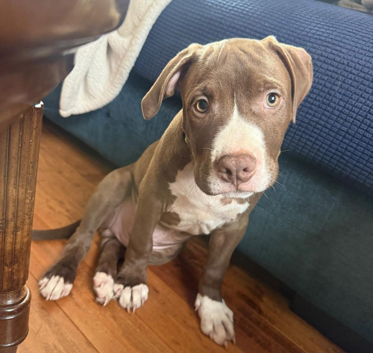 Rocky, a Adopted Pit Bull Terrier in New London, WI image 2/3