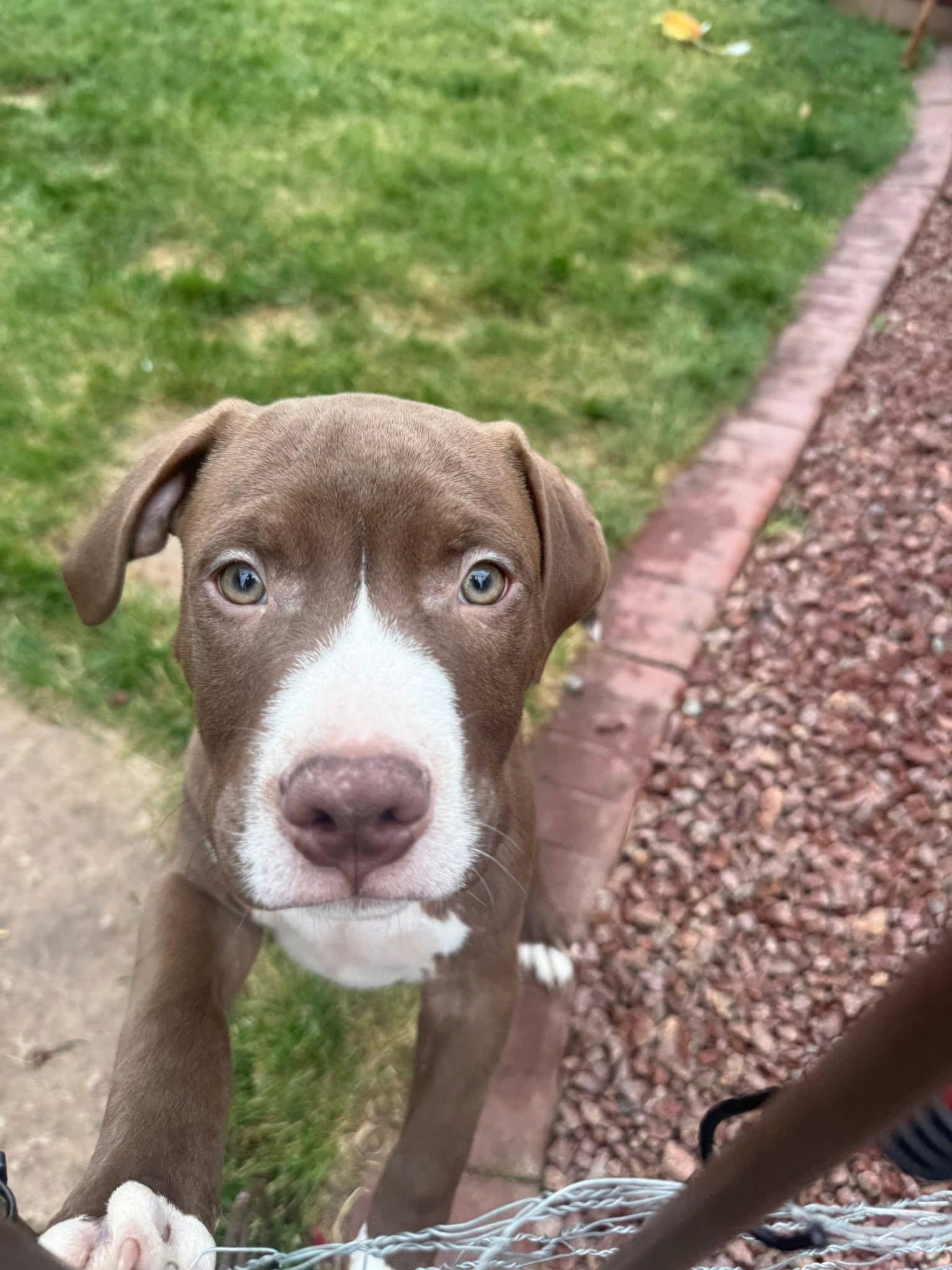 Rocky, a Adopted Pit Bull Terrier in New London, WI image 3/3