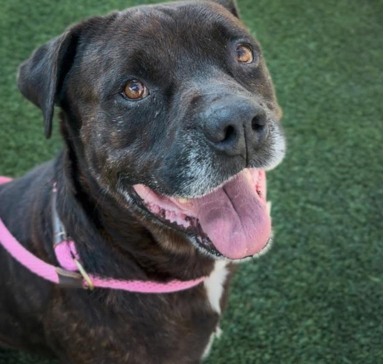 peanut, a ADOPTABLE mixed breed in Victoria, BC image 5/5