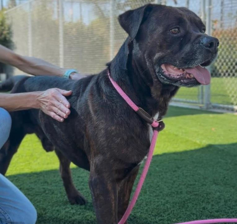 peanut, a ADOPTABLE mixed breed in Victoria, BC image 1/5