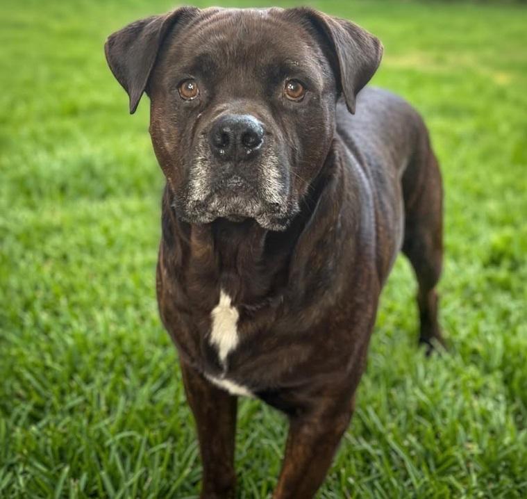peanut, a ADOPTABLE mixed breed in Victoria, BC image 3/5