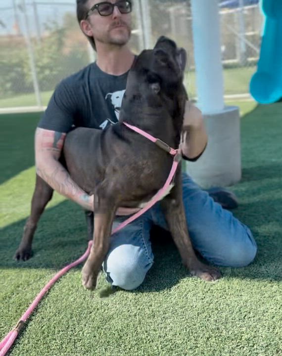 Enlarge peanut, a ADOPTABLE mixed breed in Victoria, BC video 2/5