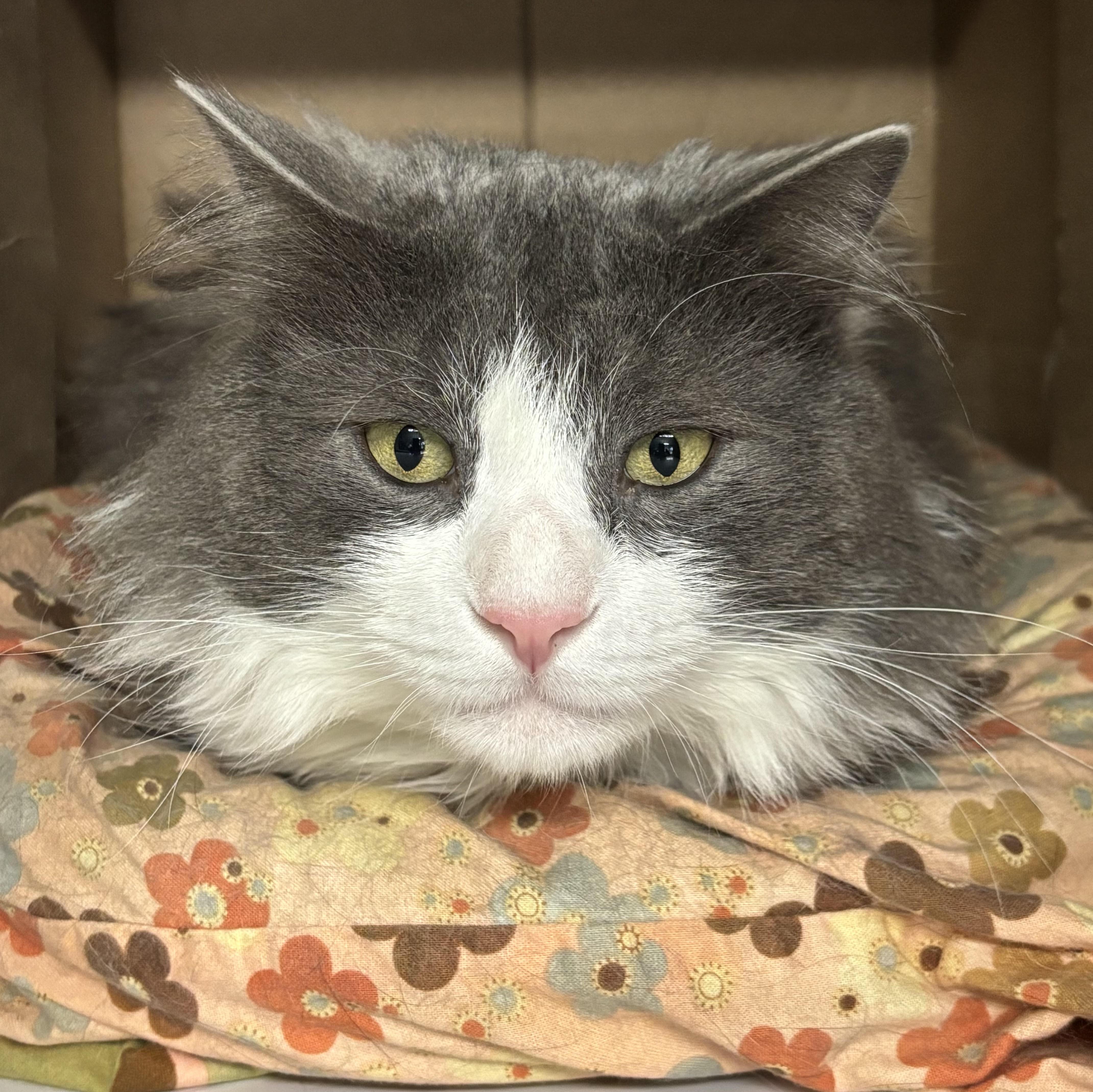 Grey Guy 2, a Adoptable Domestic Medium Hair in Marblehead, MA image 1/2