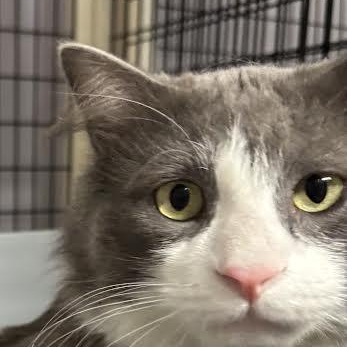 Enlarge  Grey Guy 2, a Adoptable Domestic Medium Hair in Marblehead, MA image 1/1