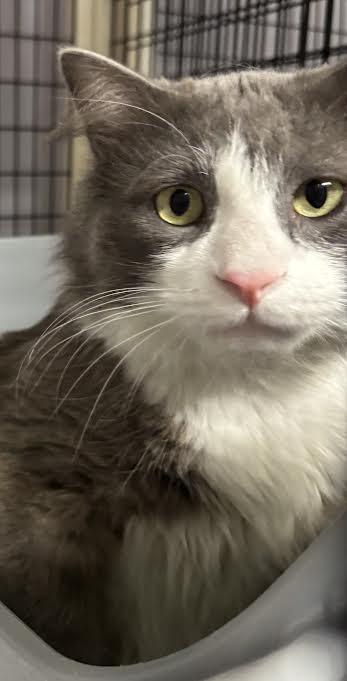 Enlarge Grey Guy 1 and Grey Guy 2, a Adoptable Domestic Medium Hair in Marblehead, MA image 1/2