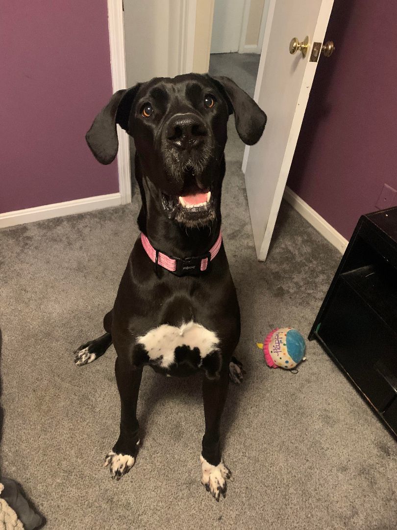 Enlarge Valli, a Adoptable Great Dane in Louisville, KY image 1/6