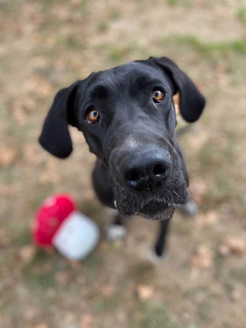 Enlarge Valli, a Adoptable Great Dane in Louisville, KY image 3/6
