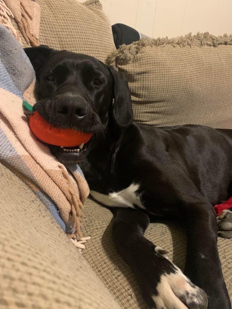 Enlarge Valli, a Adoptable Great Dane in Louisville, KY image 4/6