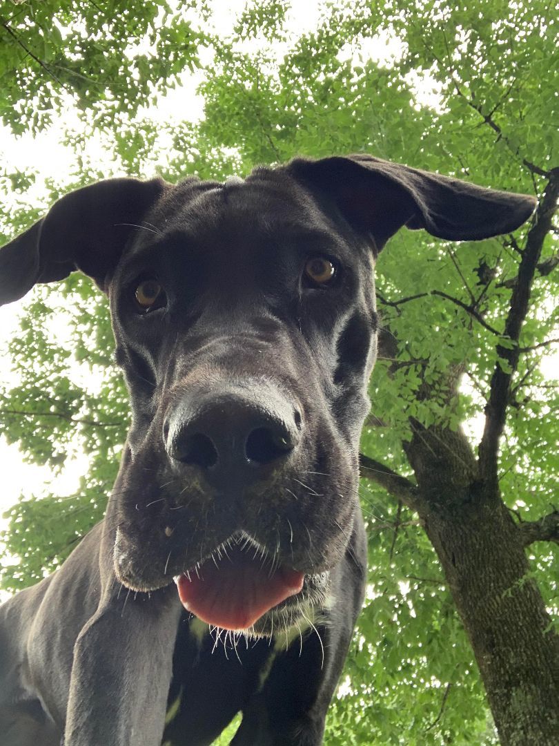 Enlarge Valli, a Adoptable Great Dane in Louisville, KY image 5/6