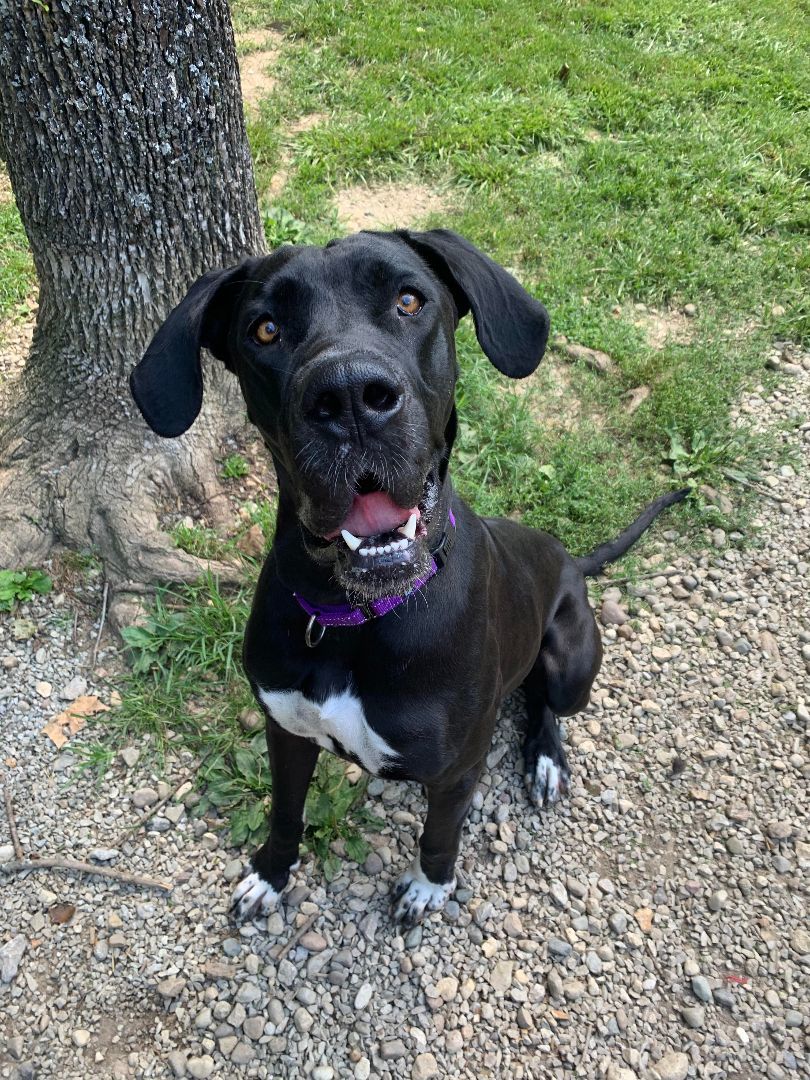Enlarge Valli, a Adoptable Great Dane in Louisville, KY image 6/6
