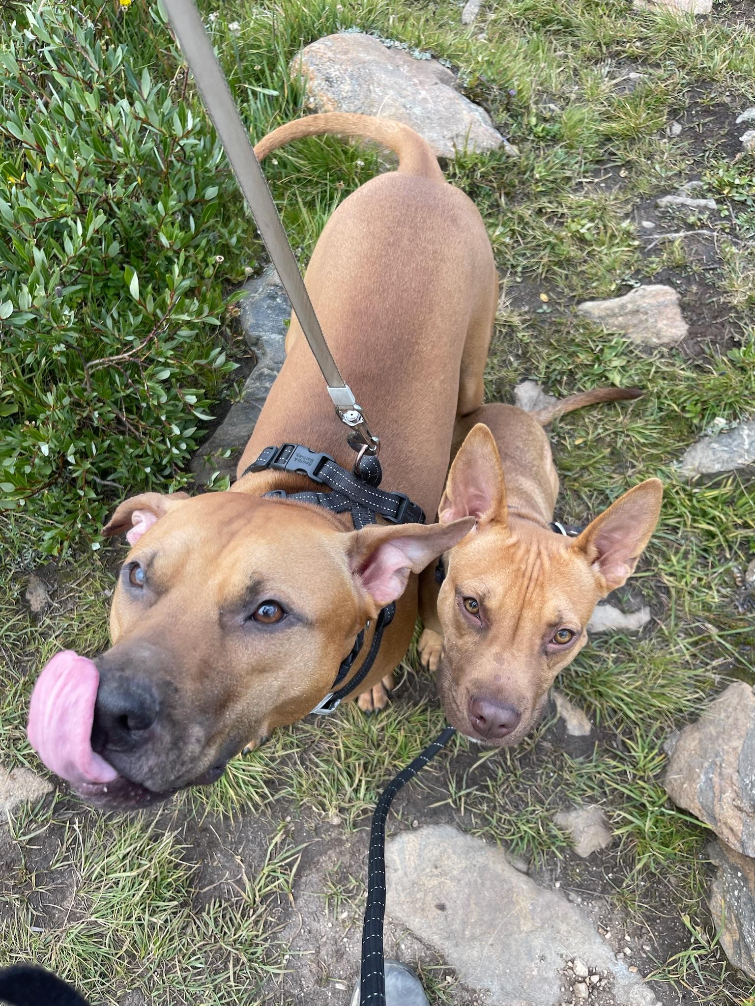 Ben, an adoptable Vizsla in Commerce City, CO, 80022 | Photo Image 3
