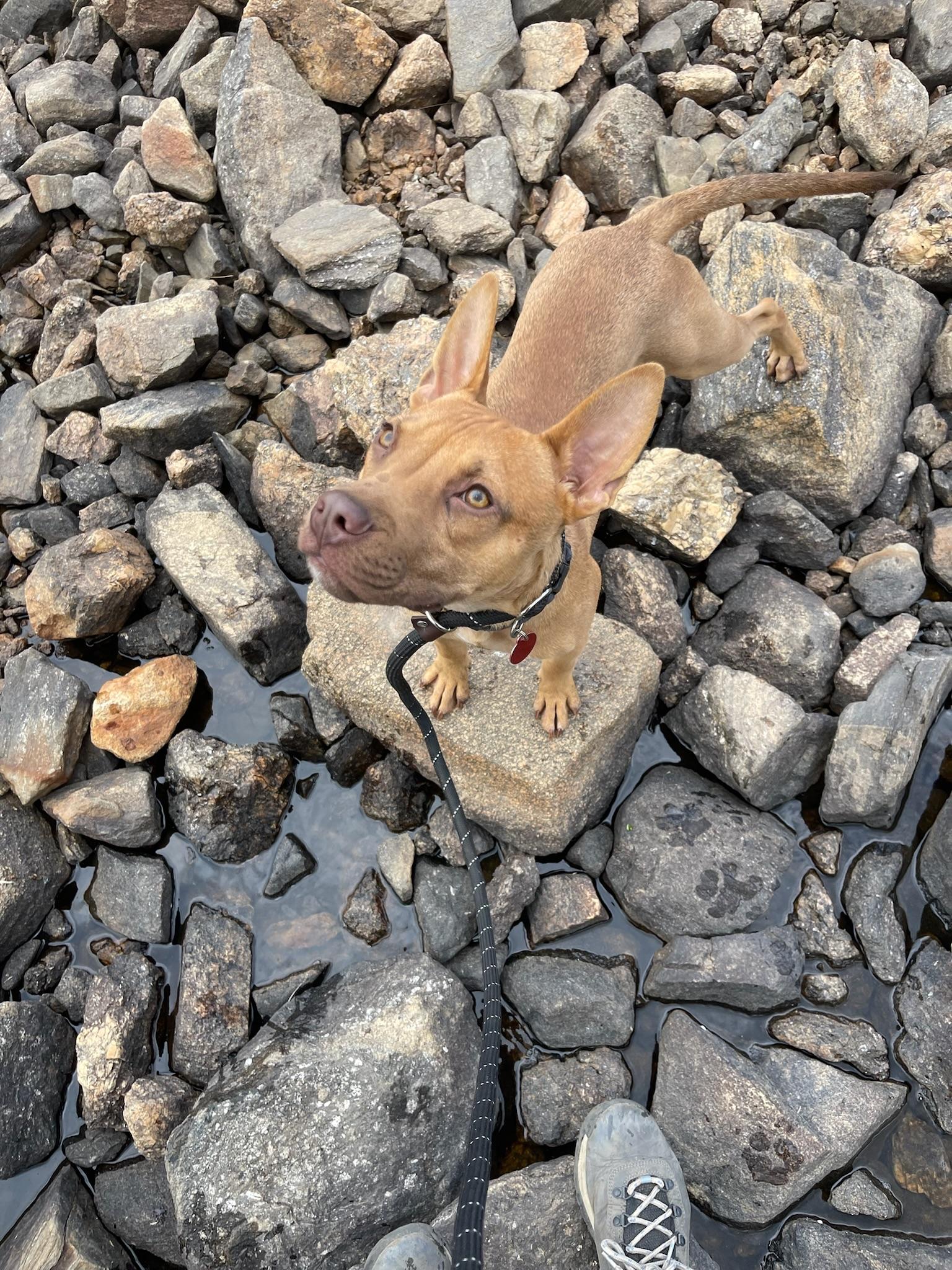 Ben, a Adoptable mixed breed in Commerce City, CO image 2/5
