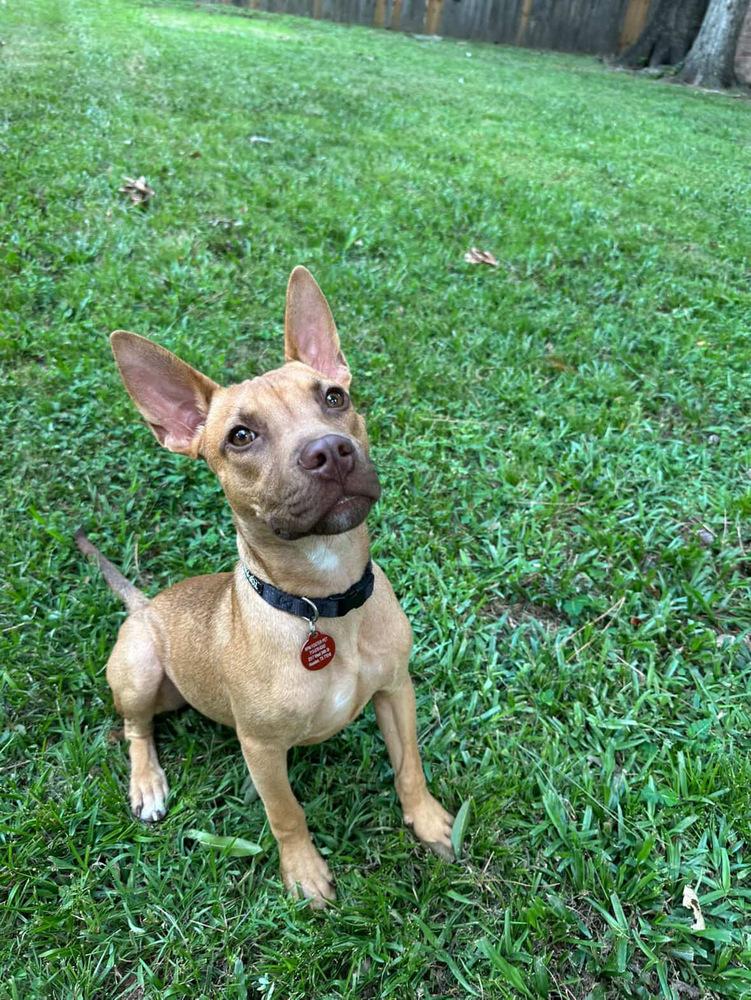 Ben, an adoptable Vizsla in Commerce City, CO, 80022 | Photo Image 5