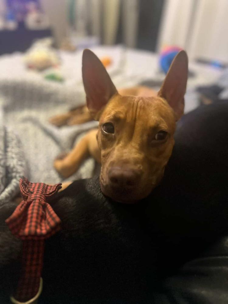 Ben, an adoptable Vizsla in Commerce City, CO, 80022 | Photo Image 4