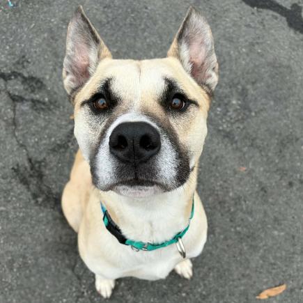 Enlarge Rex, a Adoptable mixed breed in Concord, NC image 1/6