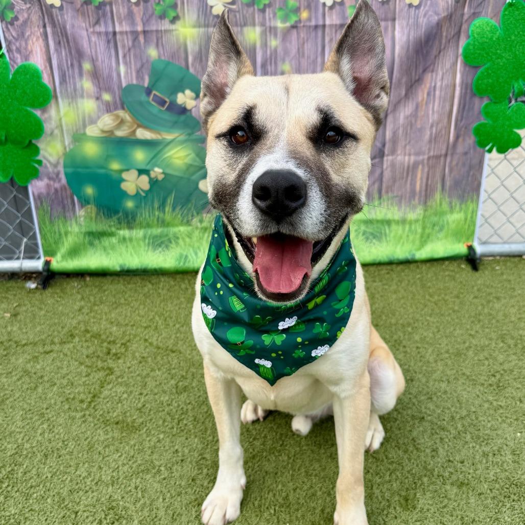 Rex, Adoptable, Adult Male Shepherd.